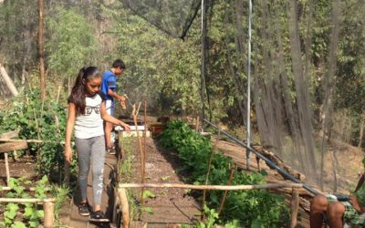 Actividades de deshierbe