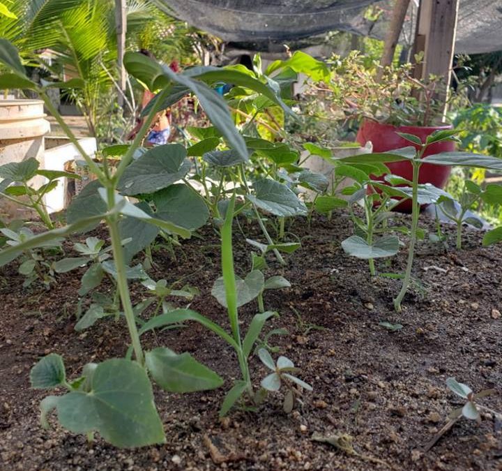 Cultivo en Arroyo González