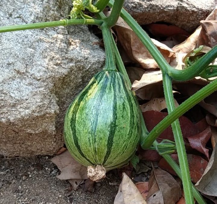 Recolección de frutos