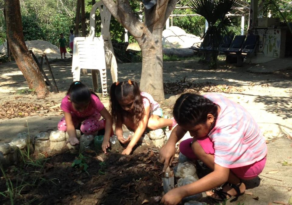 Trasplante de plantulas de jitomate