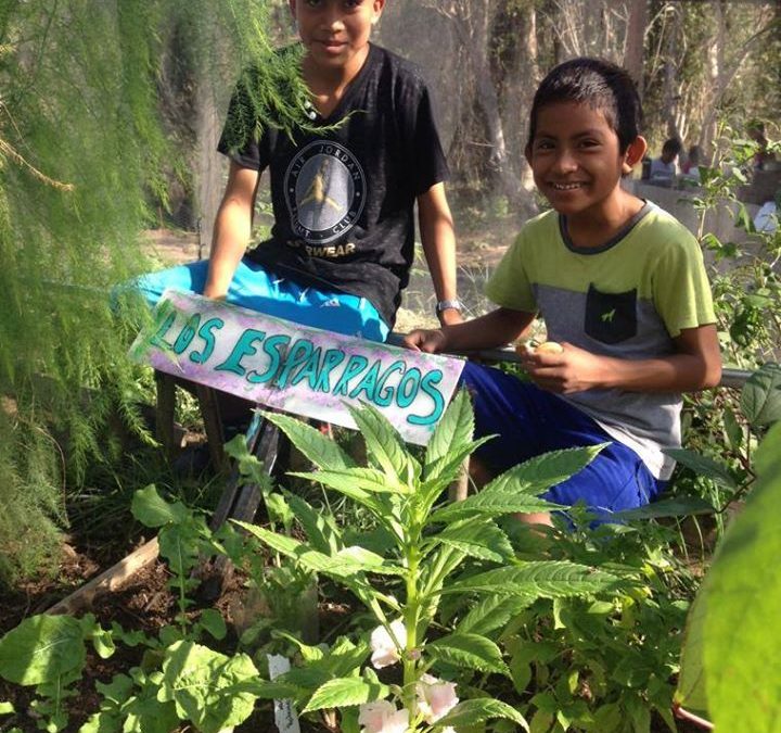 Sembrando, podando y cosechando