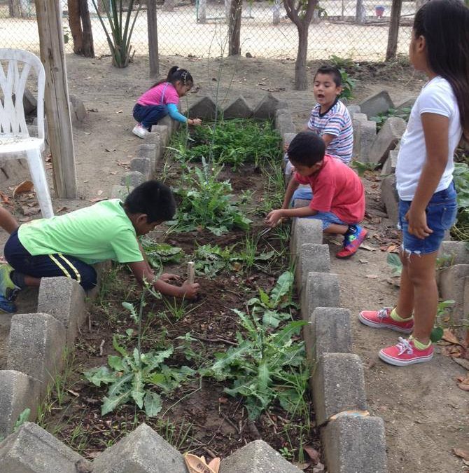 Preparando la tierra para sembrar pepinos