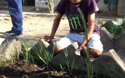 Trasplantan plantulas de Chile habanero