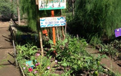 Trasplante de plantulas de cilantro