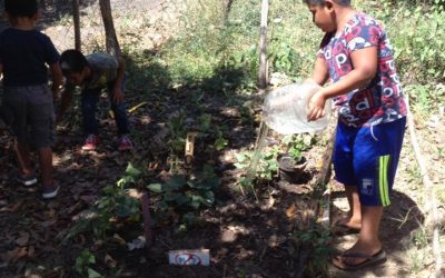 Riego constante y aprovechamiento de las hojas