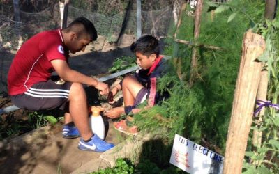 Los chicos hacer Cosecha de pepinos
