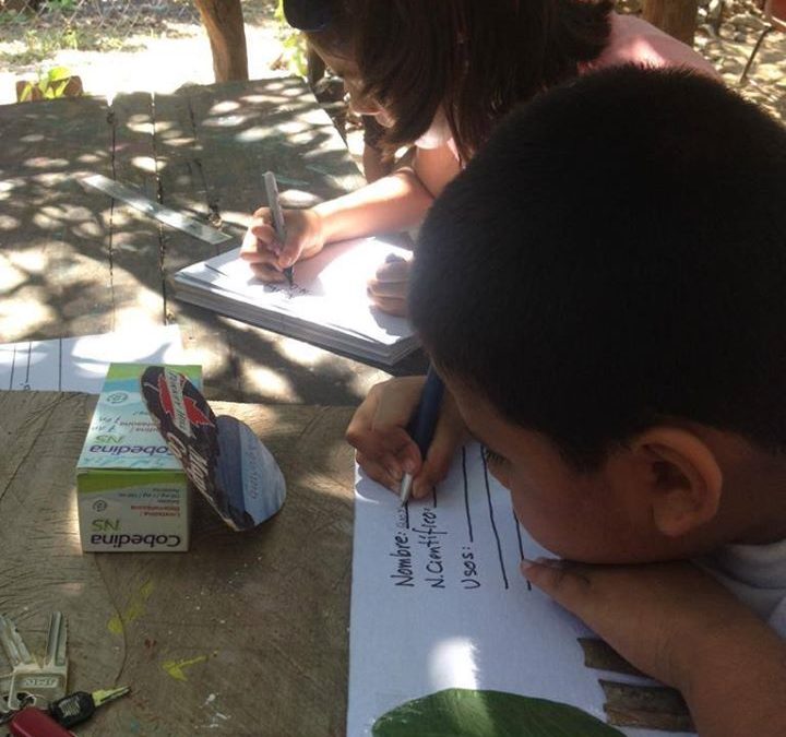 Elaborando el herbario