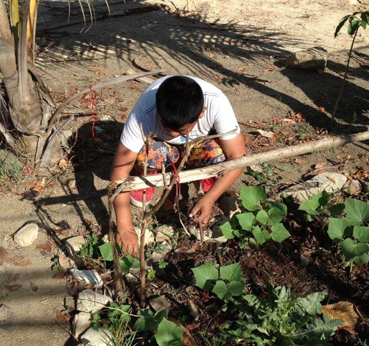 Enrejado para las plantas