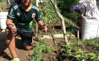 Aplicación de abonos y comparas