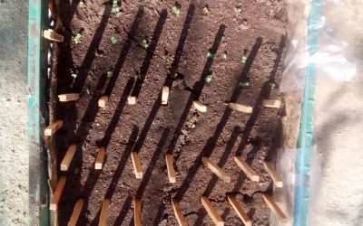 Avances en almacigos