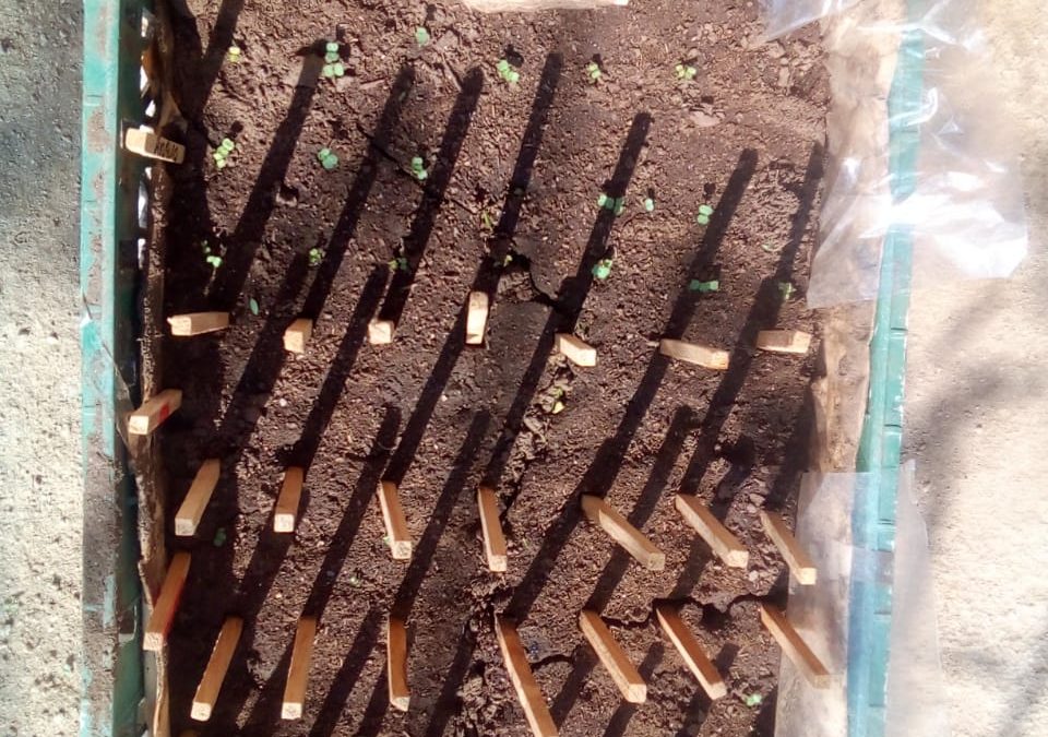 Avances en almacigos