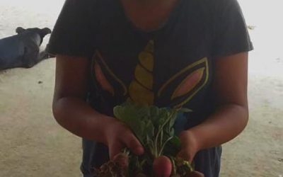 Las primeras cosechas de rábanito