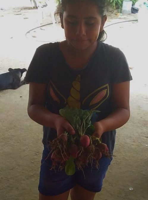 Las primeras cosechas de rábanito