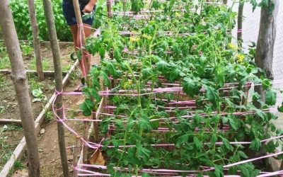 Lizbeth en su huerto