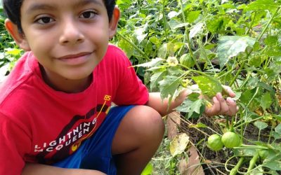 Los chicos ya empiezan a cosechar