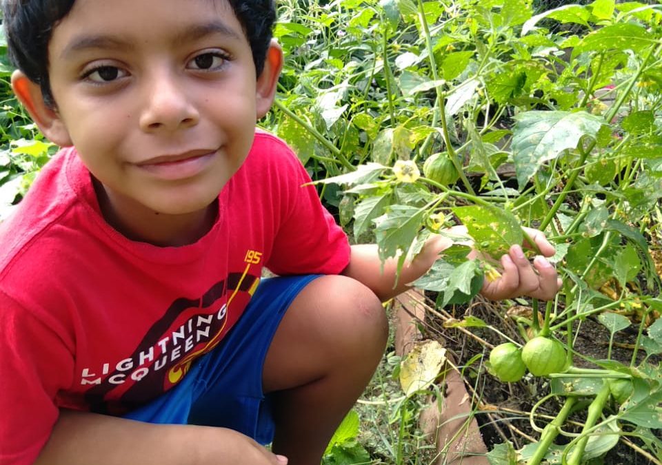 Los chicos ya empiezan a cosechar