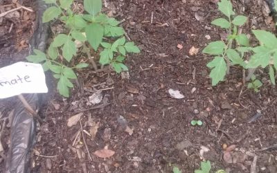 Es tiempo de sembrar y de convivir en familia