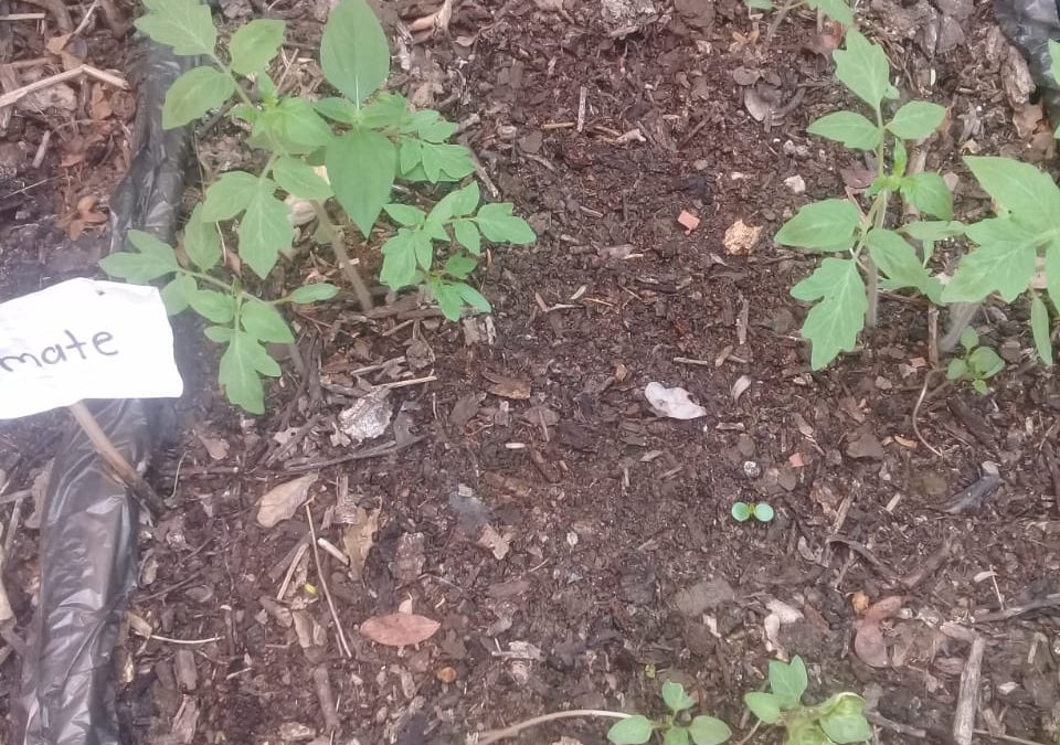 Es tiempo de sembrar y de convivir en familia