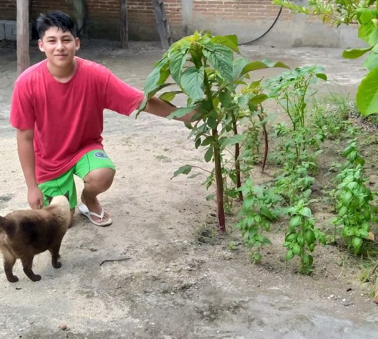 Empiezan las cosechas