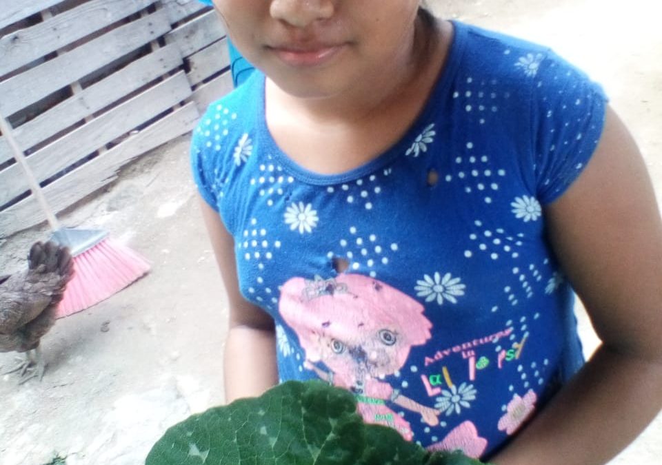 Cosecha del huerto de Bety