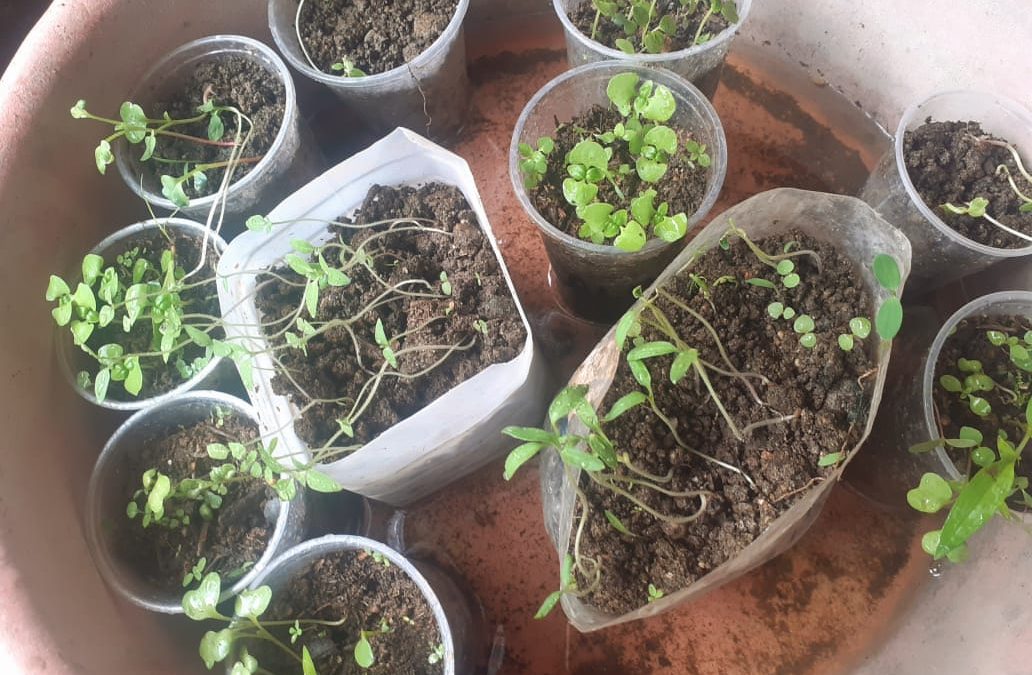 El bello huerto de Tadeo de la comunidad de San Miguel del Puerto