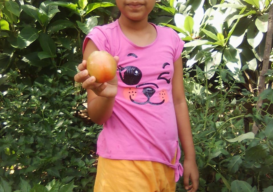 Cosecha en los huertos familiares