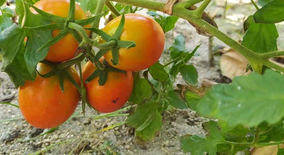 Ángel y su excelente cosecha